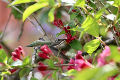 Close-up of hummingbird on plant