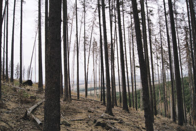 Full frame shot of dead spruce trees in forest because of bark beetles