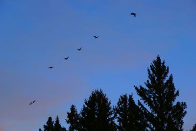 Low angle view of birds flying against blue sky