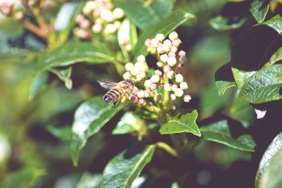 Close-up of insect on plant