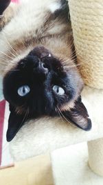 Close-up portrait of dog