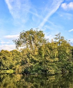 Trees by lake against sky