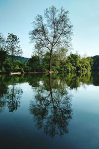 Reflection of trees in calm lake