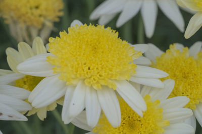 Close-up of daisy flowers