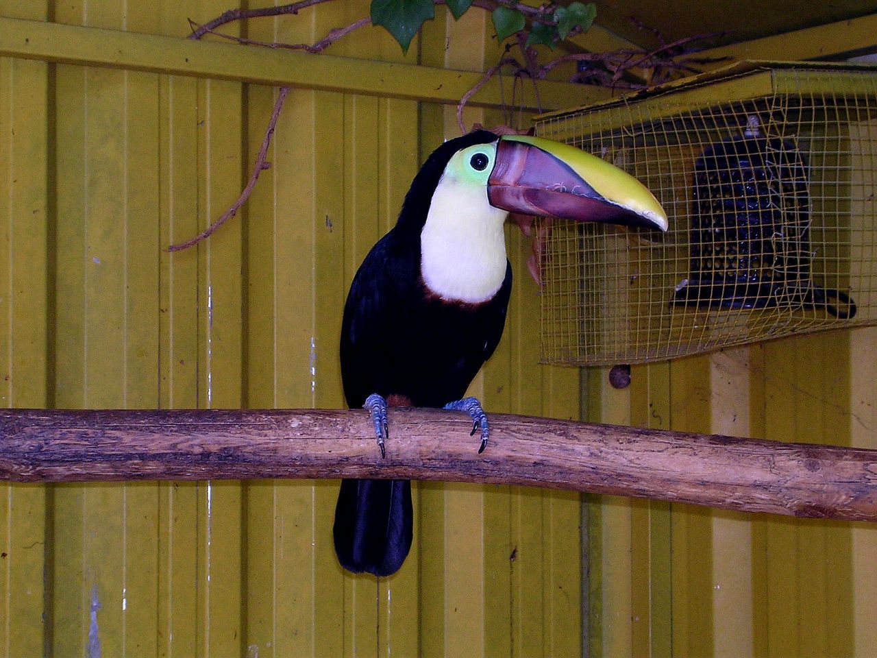 bird, animal themes, one animal, animal wildlife, animals in the wild, perching, no people, outdoors, nature, close-up, day