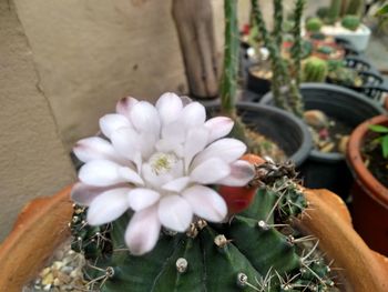 Close-up of flower pot on potted plant