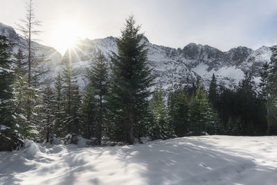 Snow covered pine trees against sky