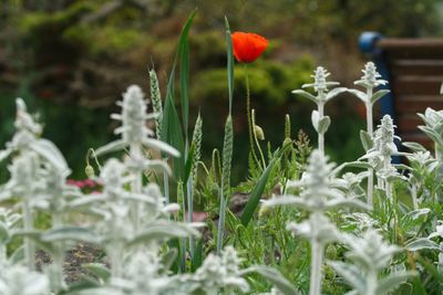 Close-up of flowering plants on field