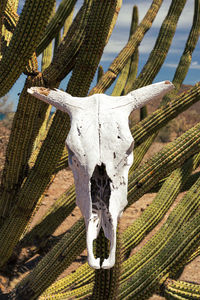 Close-up of animal skull