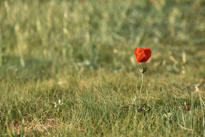 Close-up of red poppy flower on field