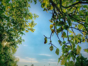 Low angle view of tree