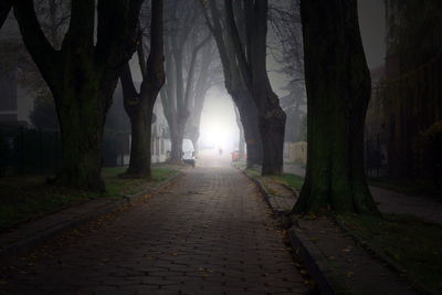 Walkway amidst trees