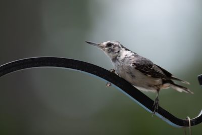 Bird perching on a branch