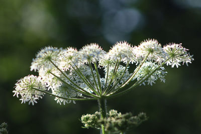 Close-up of white flowering plant