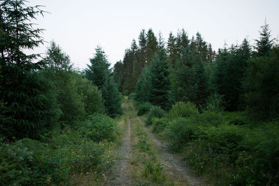 Trail amidst trees in forest against clear sky