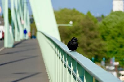 Close-up of bird perching on railing