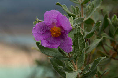 Close-up of purple flowers blooming outdoors