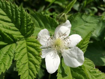 Close-up of white flowering plant