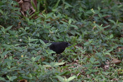 High angle view of bird on plants