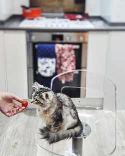 Hand holding cat at home