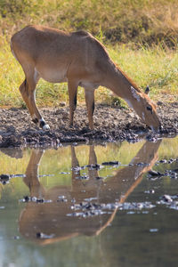 Side view of horse drinking water