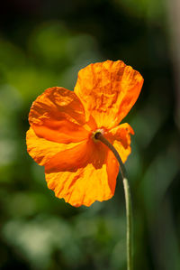 Close-up of orange flower