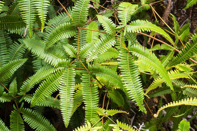 Low angle view of green leaves