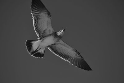 Close-up of bird flying against clear sky