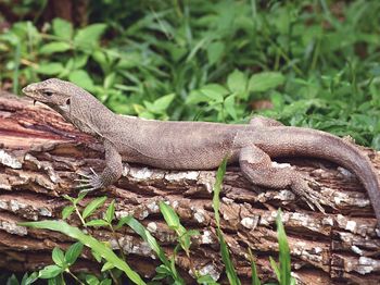 Close-up of lizard on land