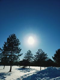 Trees on snow covered field against blue sky
