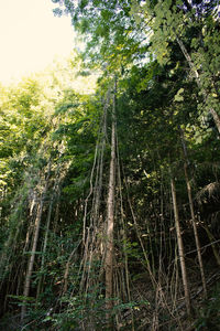 View of trees in forest