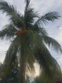 Low angle view of palm tree against sky