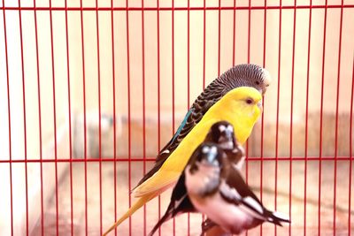 Close-up of bird perching in cage