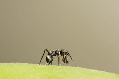 Close-up of spider on leaf