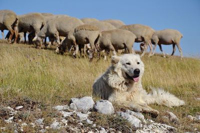 View of shepherd dog and sheep on field