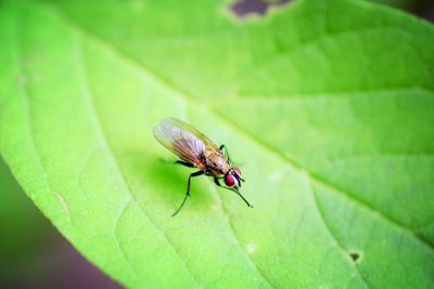 Close-up of fly on leaf