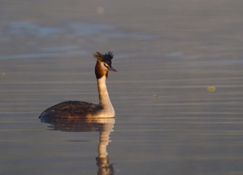 Duck swimming in lake