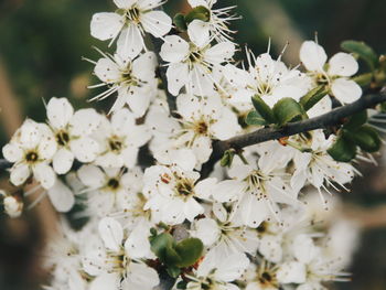 Close-up of white flowers blooming on tree