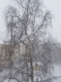 Low angle view of bare trees during winter