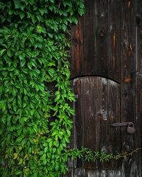 Wooden door locked with a padlock overgrown with a vine