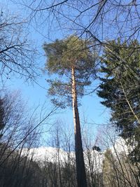 Low angle view of trees in forest against sky