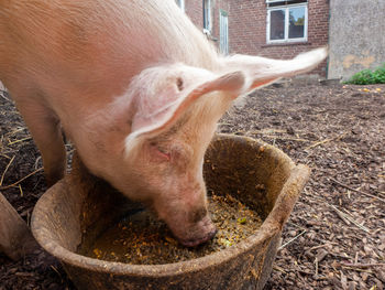 Pig in pigpen, pigsty.  it eats from a round bucket of metal.