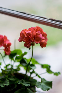 Close-up of pink roses blooming outdoors