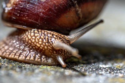 Close-up of snail