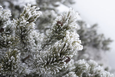 Close-up of snow covered pine tree