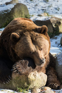Close-up of bear on rock