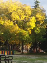 Trees in park