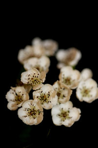 Close-up of white flowers against black background