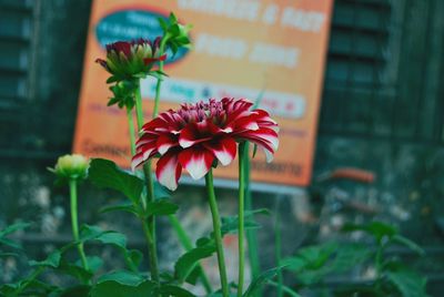 Close-up of flower blooming outdoors