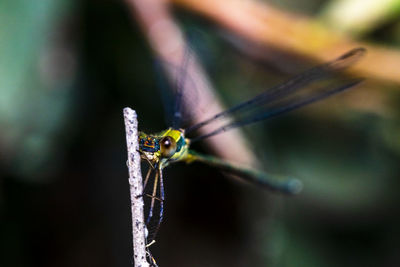 Close-up of insect